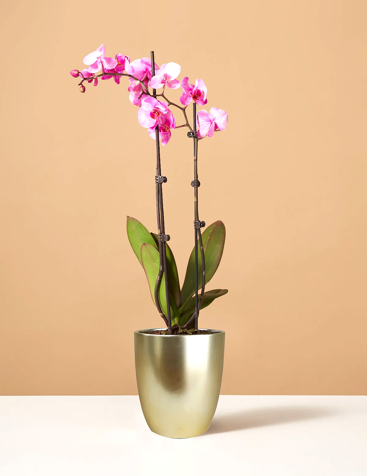 Pink Watercolor Orchid