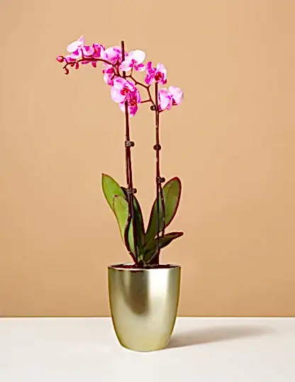 Pink Watercolor Orchid