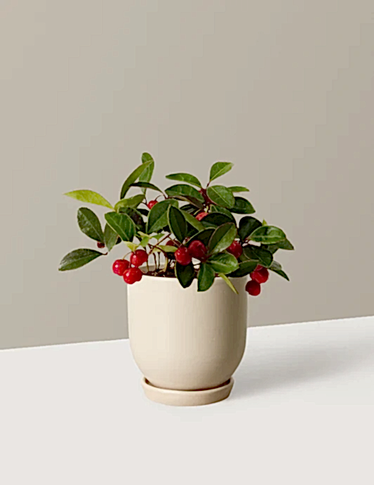 Wintergreen Cherry Berries