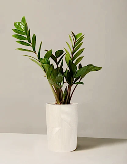 ZZ Plant