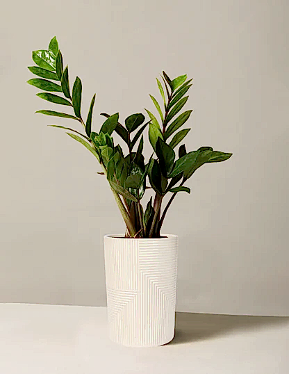 ZZ Plant