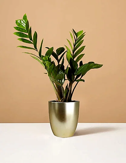 ZZ Plant
