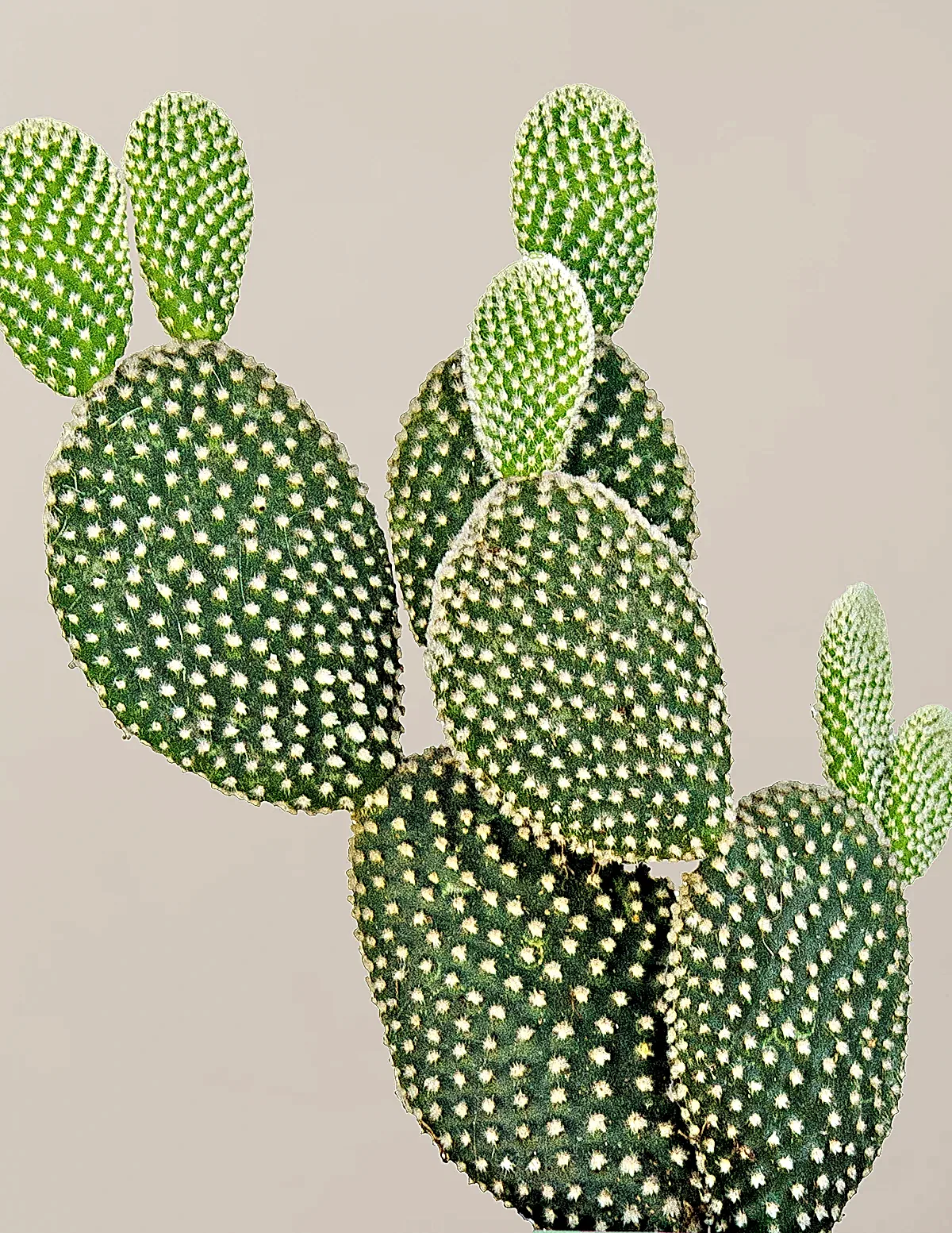 Bunny Ear Cactus