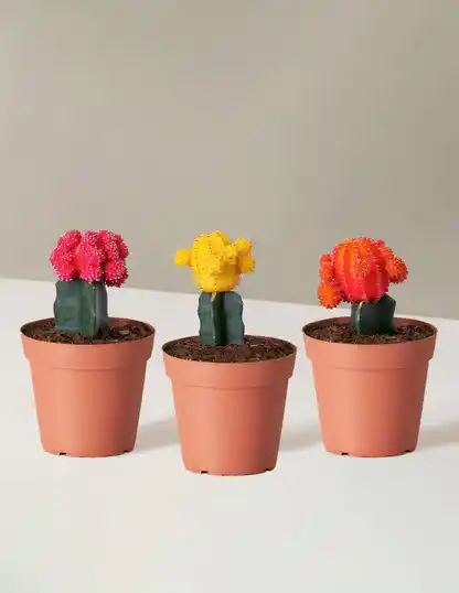 Moon Cactus