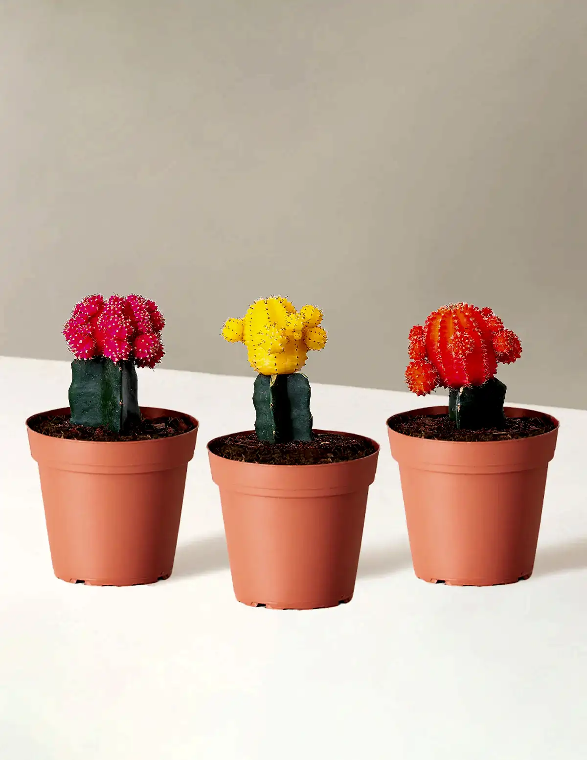 Moon Cactus