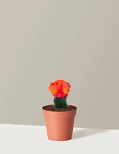 Moon Cactus