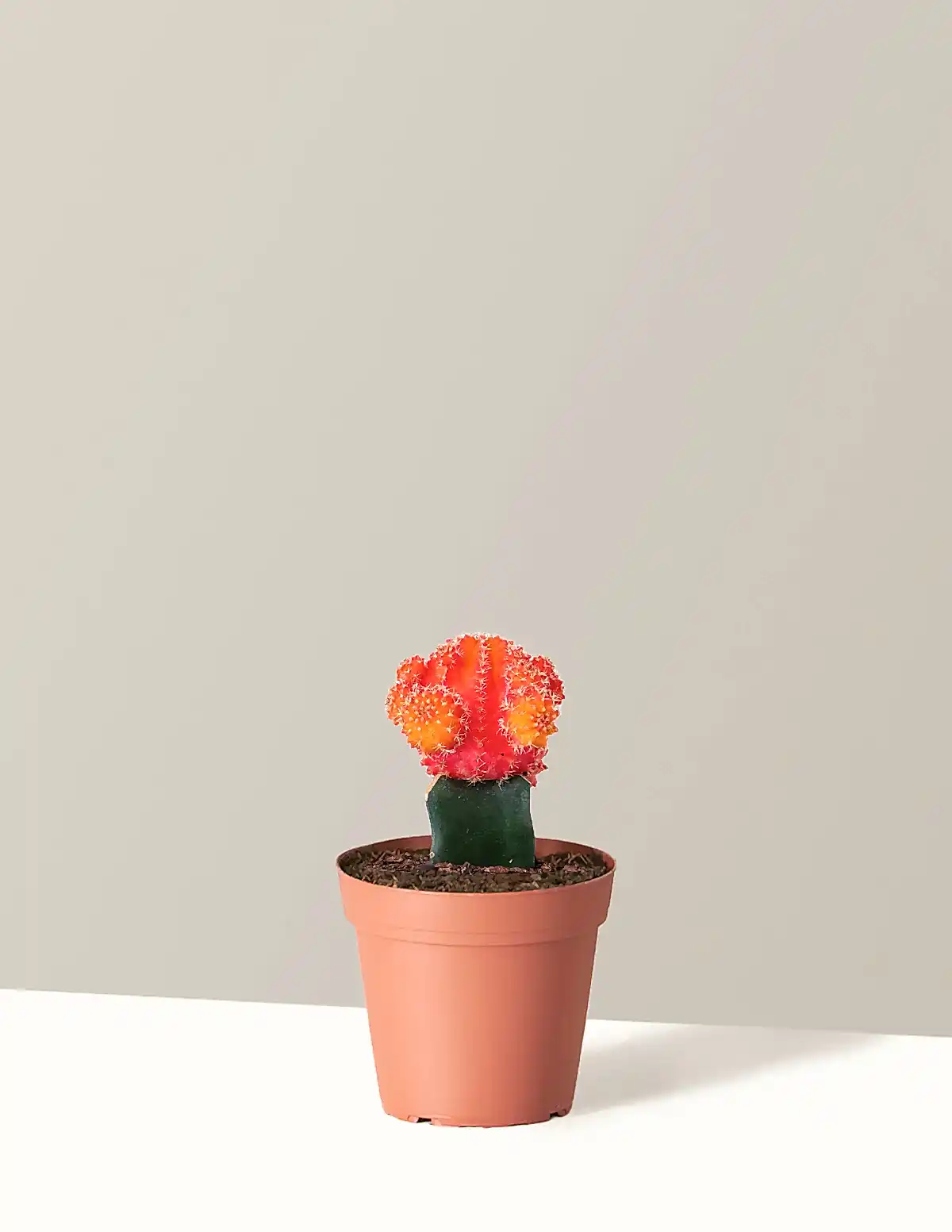Moon Cactus
