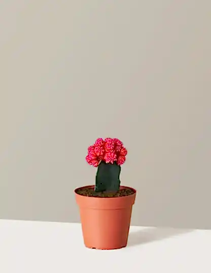 Moon Cactus