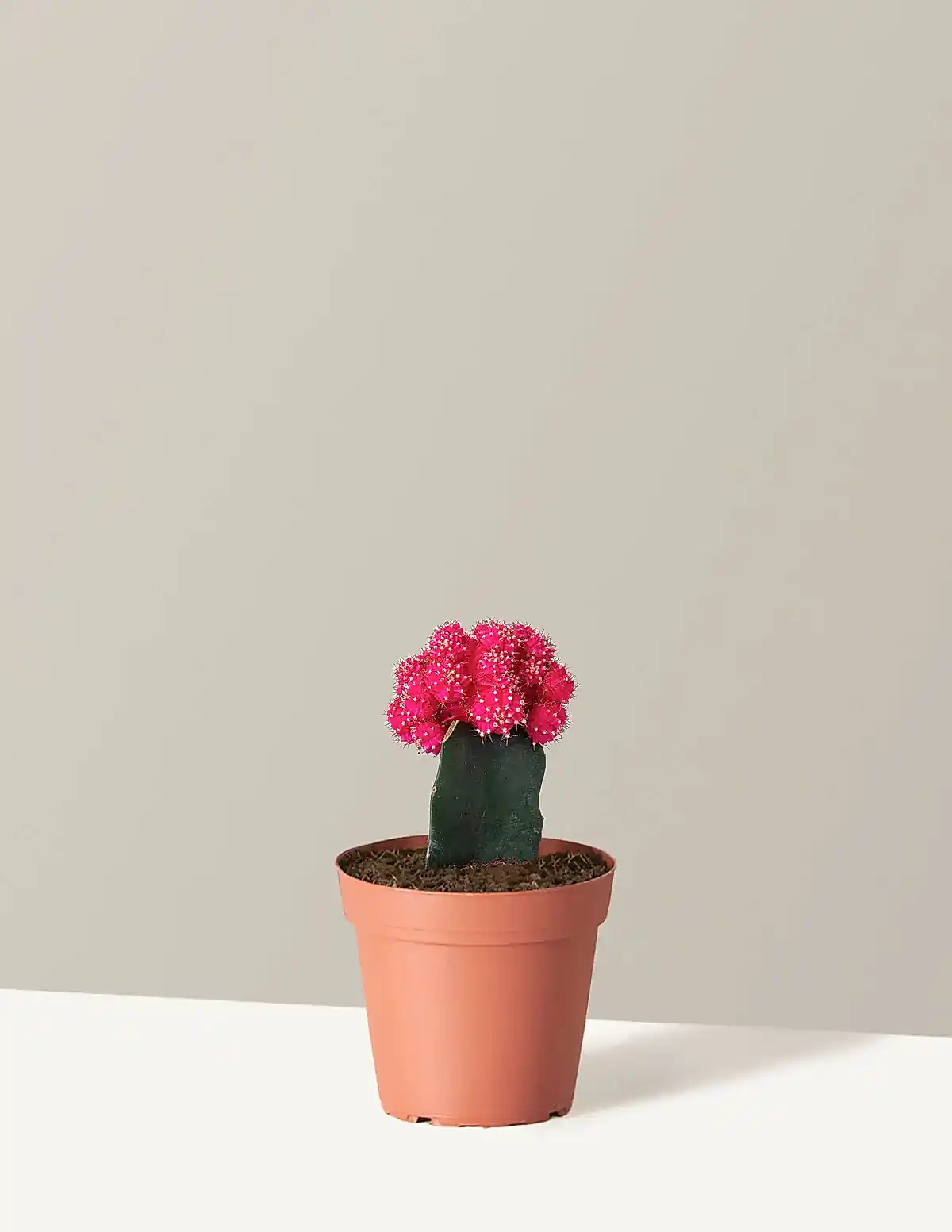 Moon Cactus