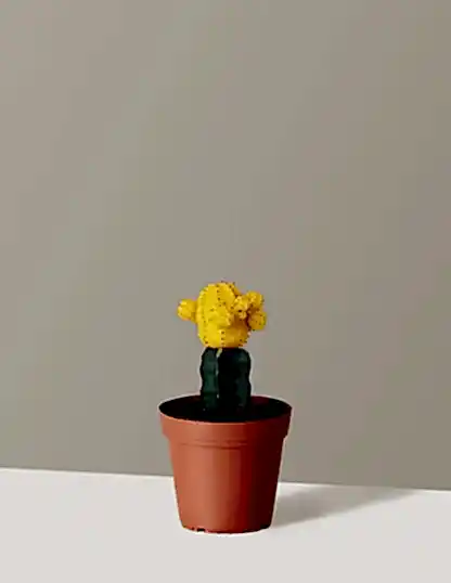 Moon Cactus