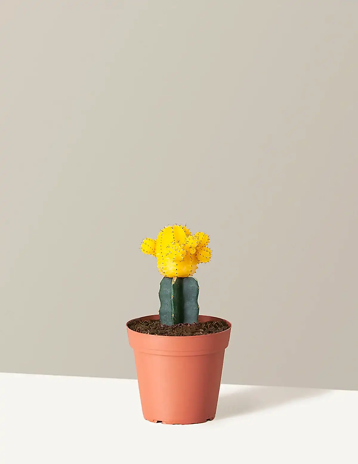 Moon Cactus