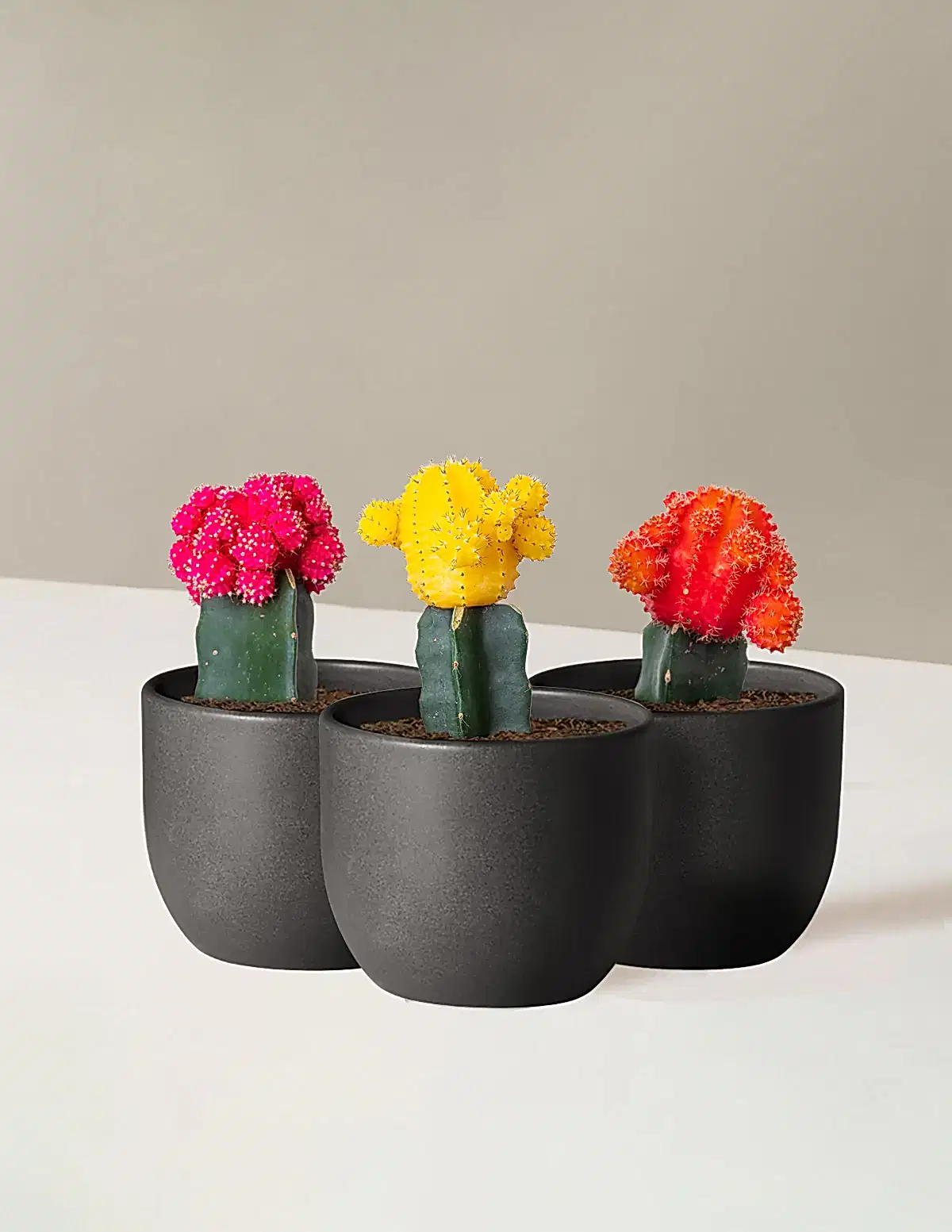 Moon Cactus
