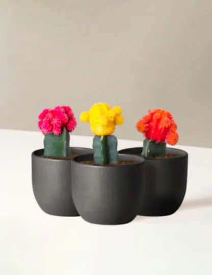 Moon Cactus
