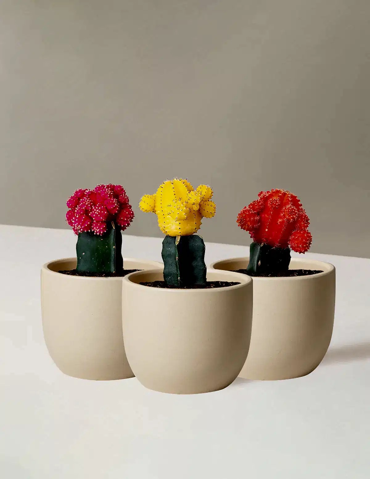 Moon Cactus
