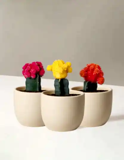 Moon Cactus
