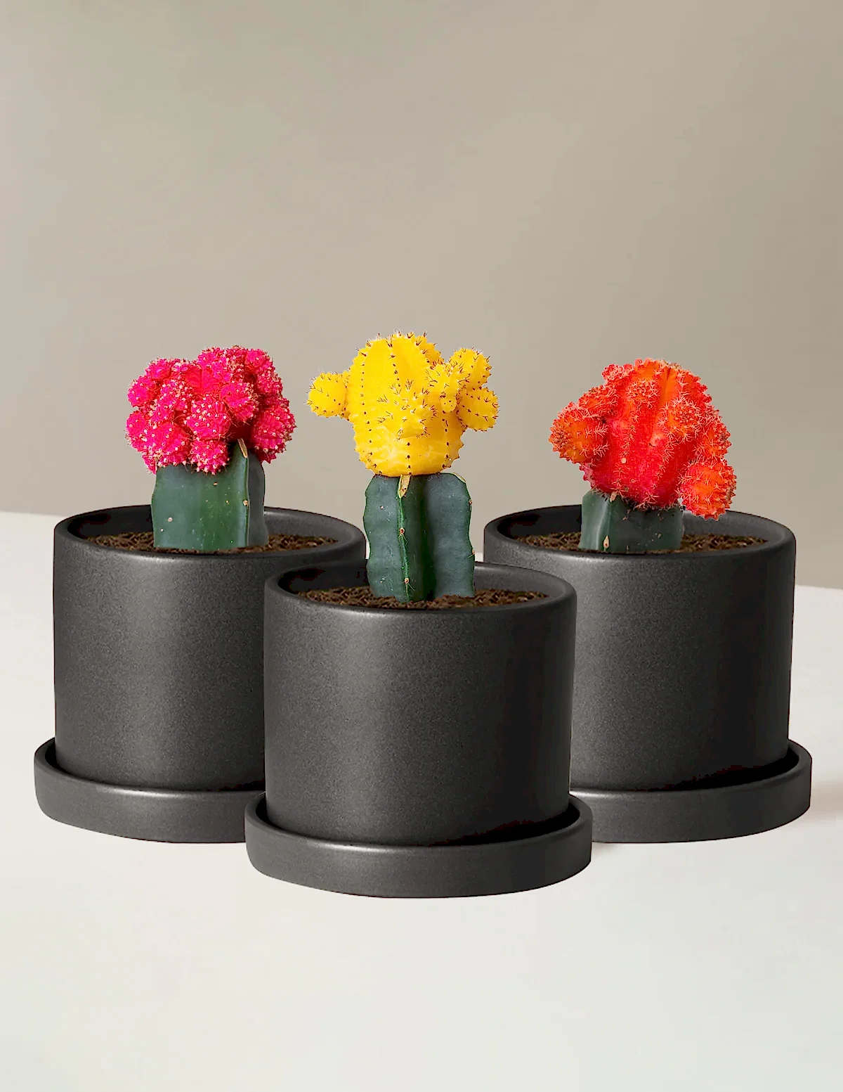 Moon Cactus