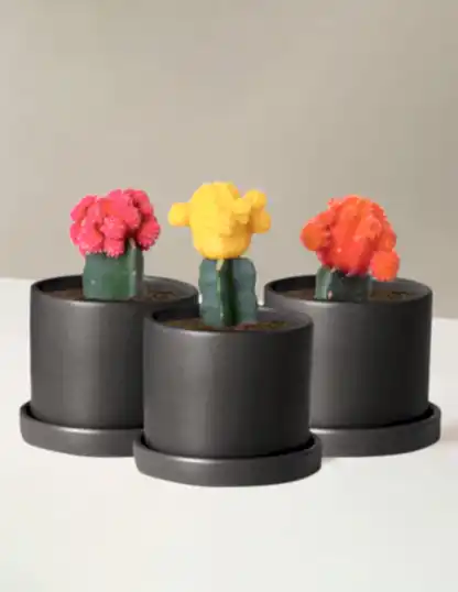 Moon Cactus