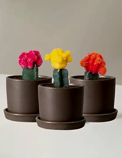 Moon Cactus