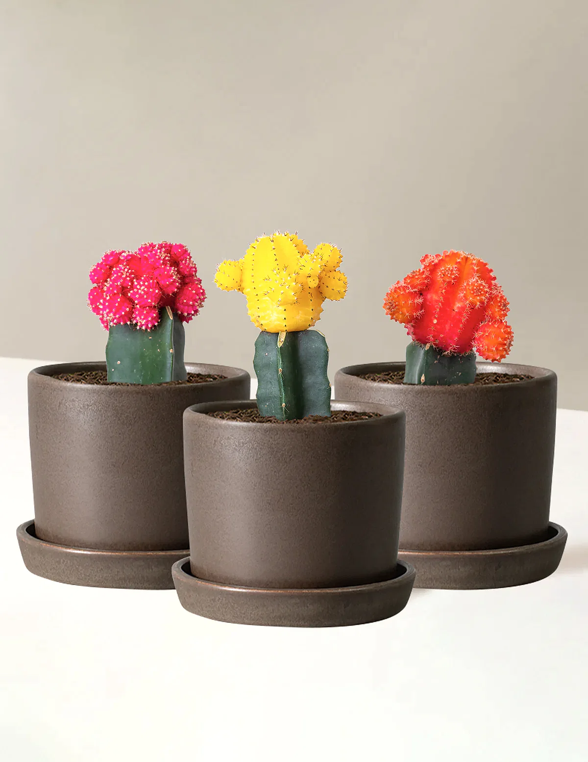 Moon Cactus