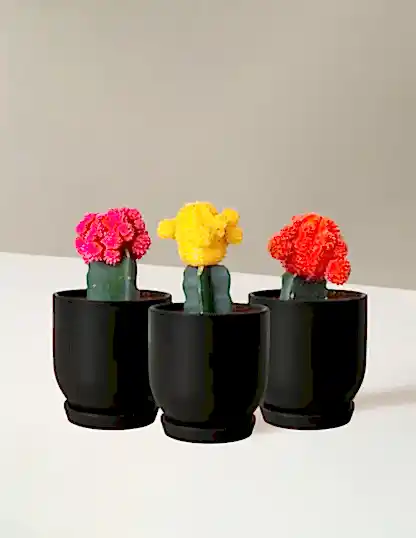 Moon Cactus