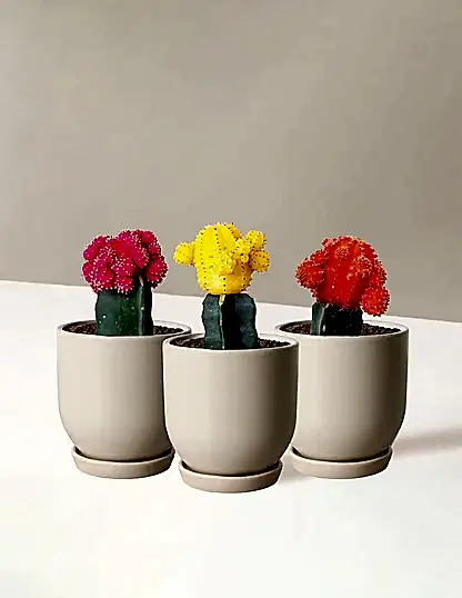 Moon Cactus