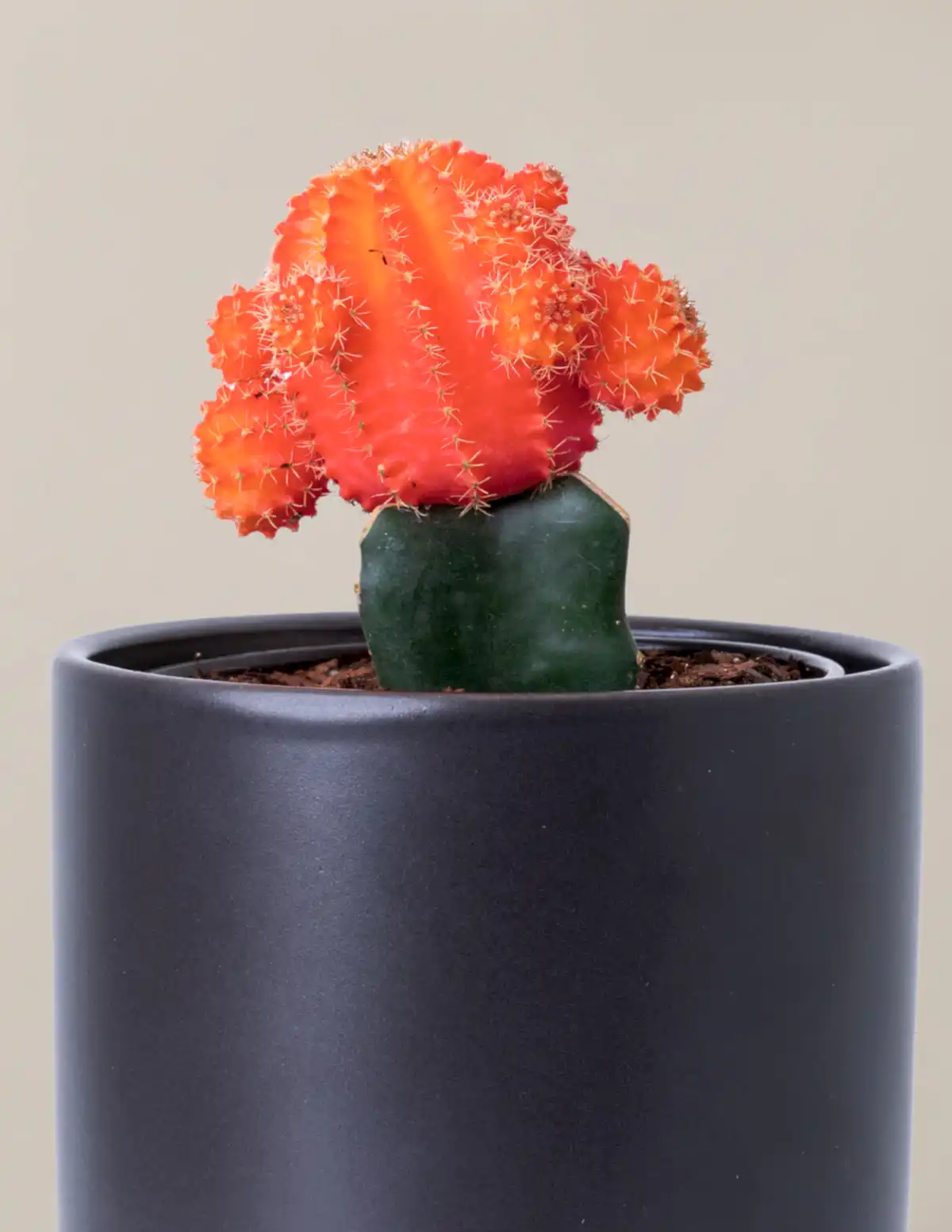 Moon Cactus