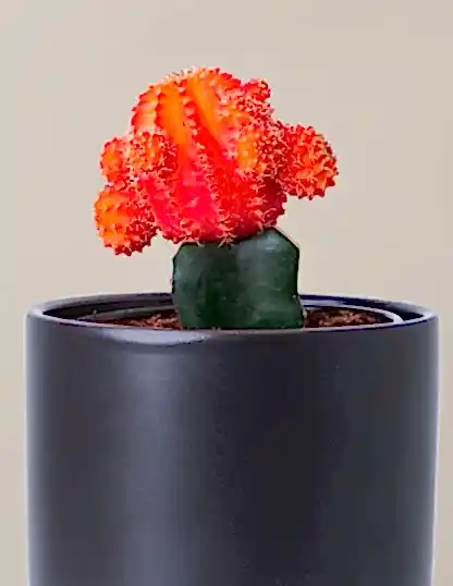 Moon Cactus