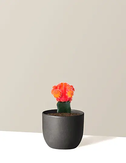 Moon Cactus
