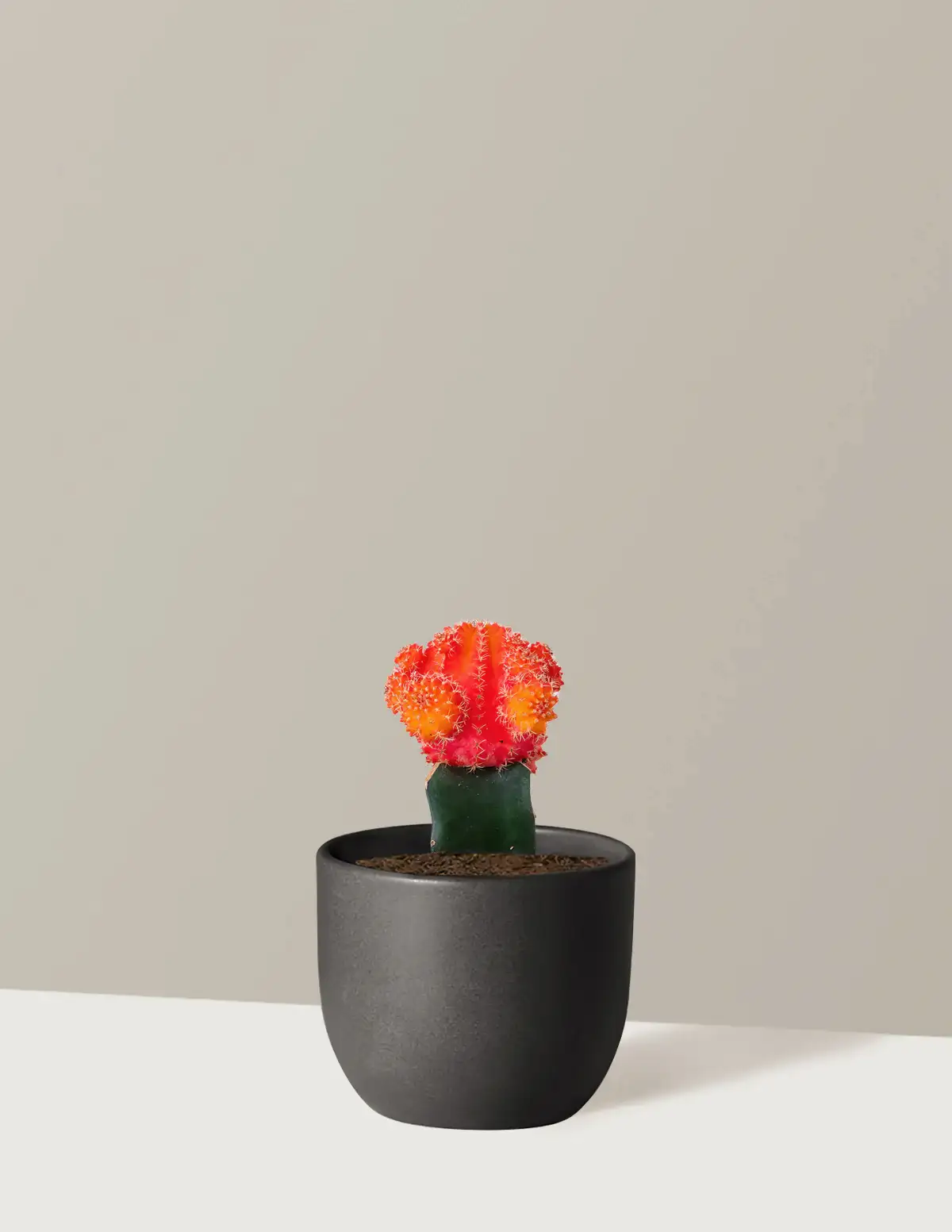 Moon Cactus