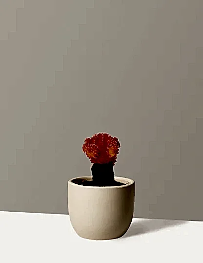 Moon Cactus