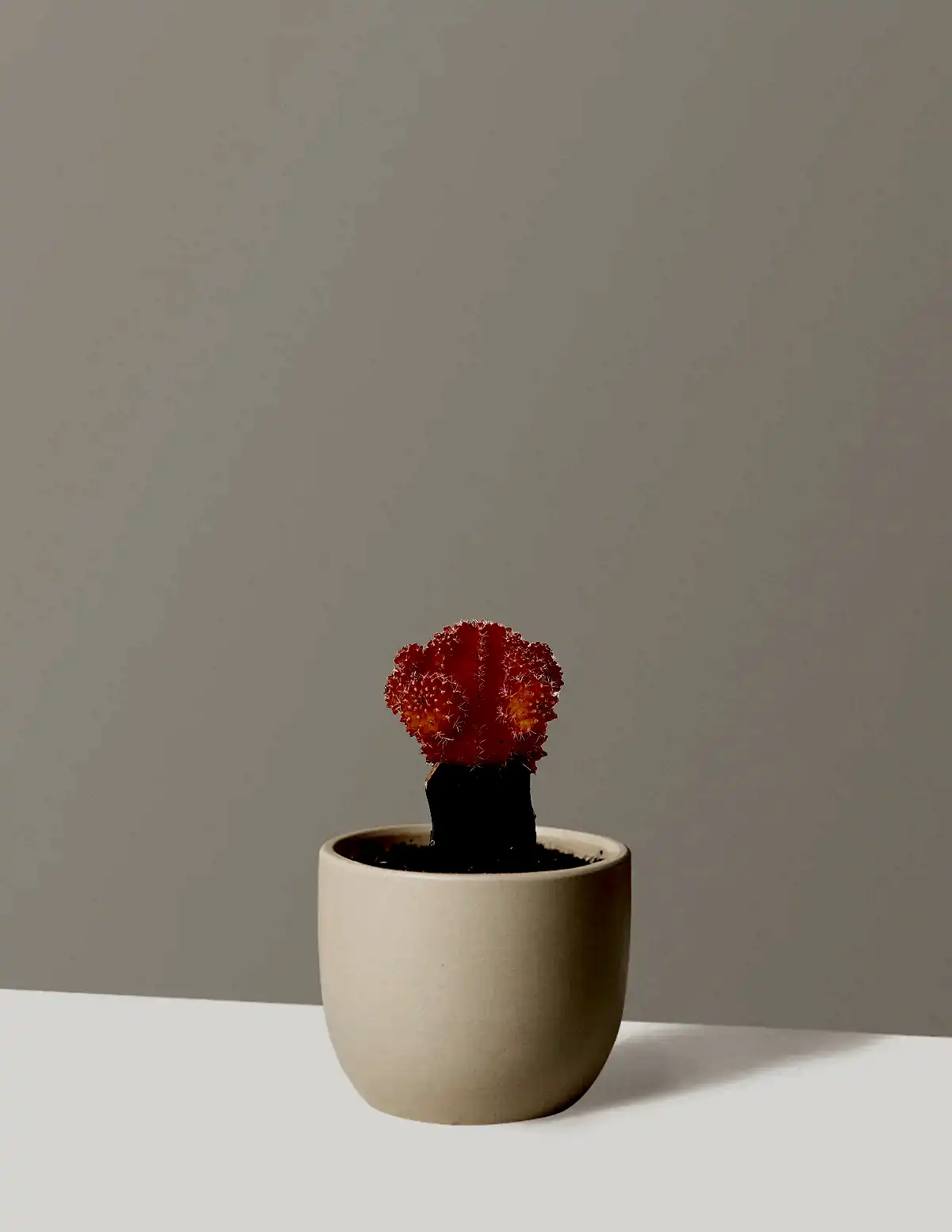 Moon Cactus