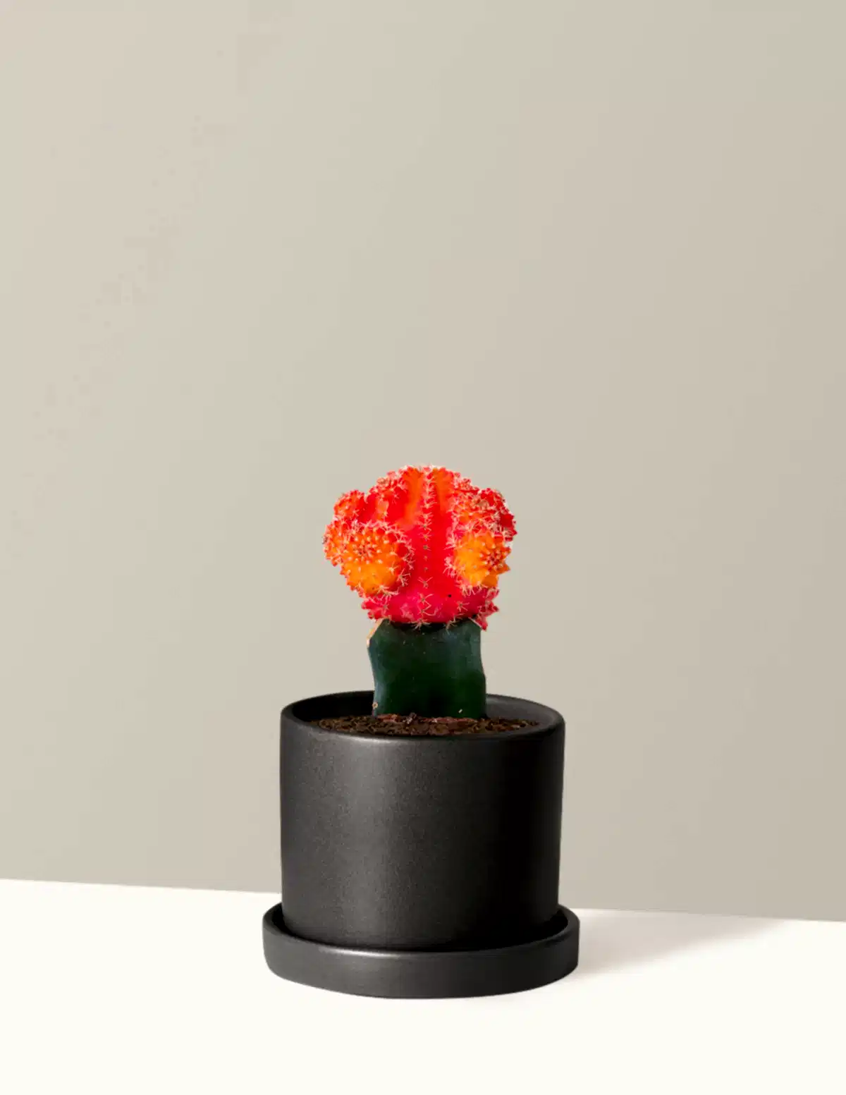 Moon Cactus