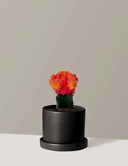 Moon Cactus