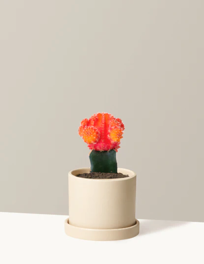 Moon Cactus