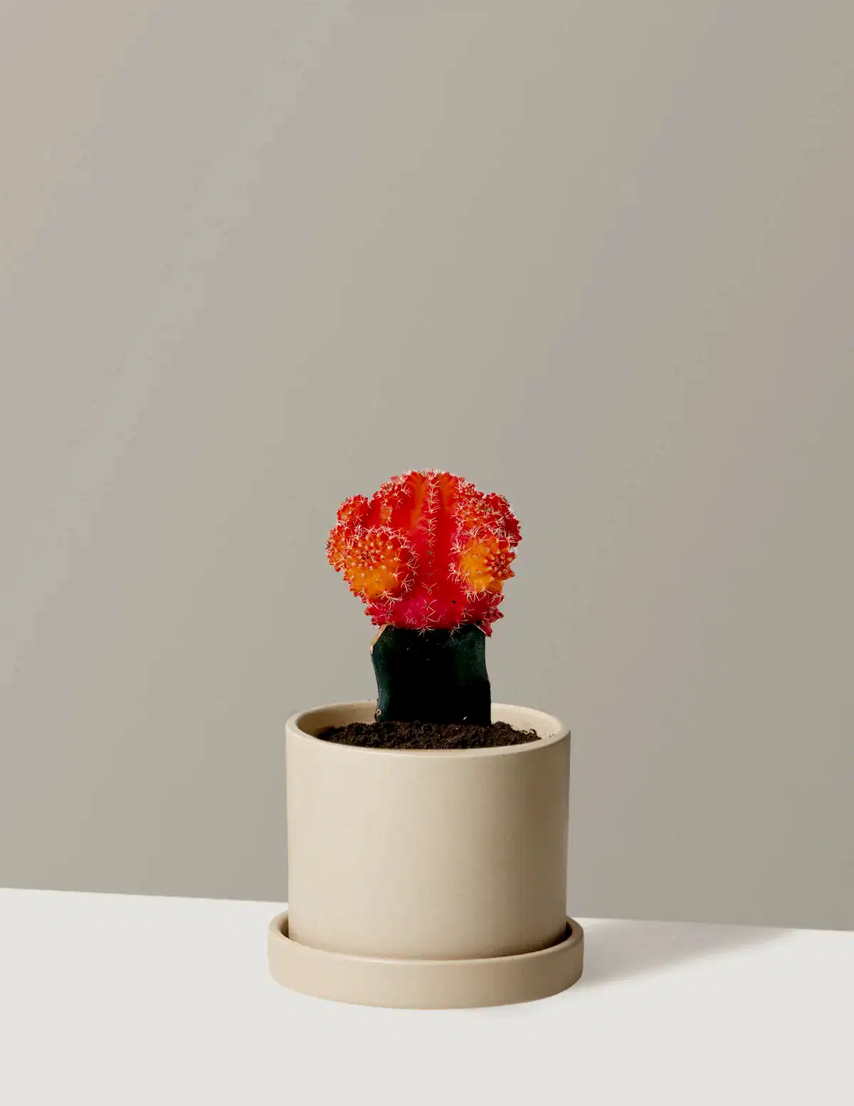 Moon Cactus
