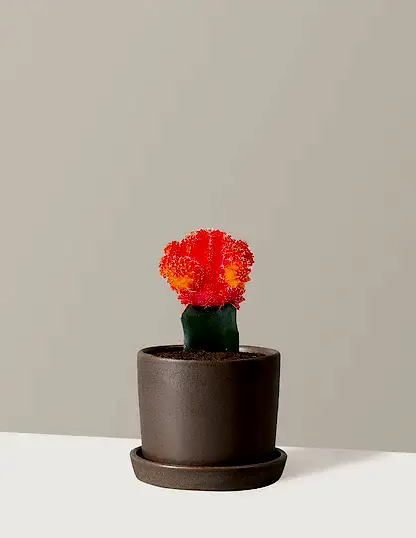 Moon Cactus