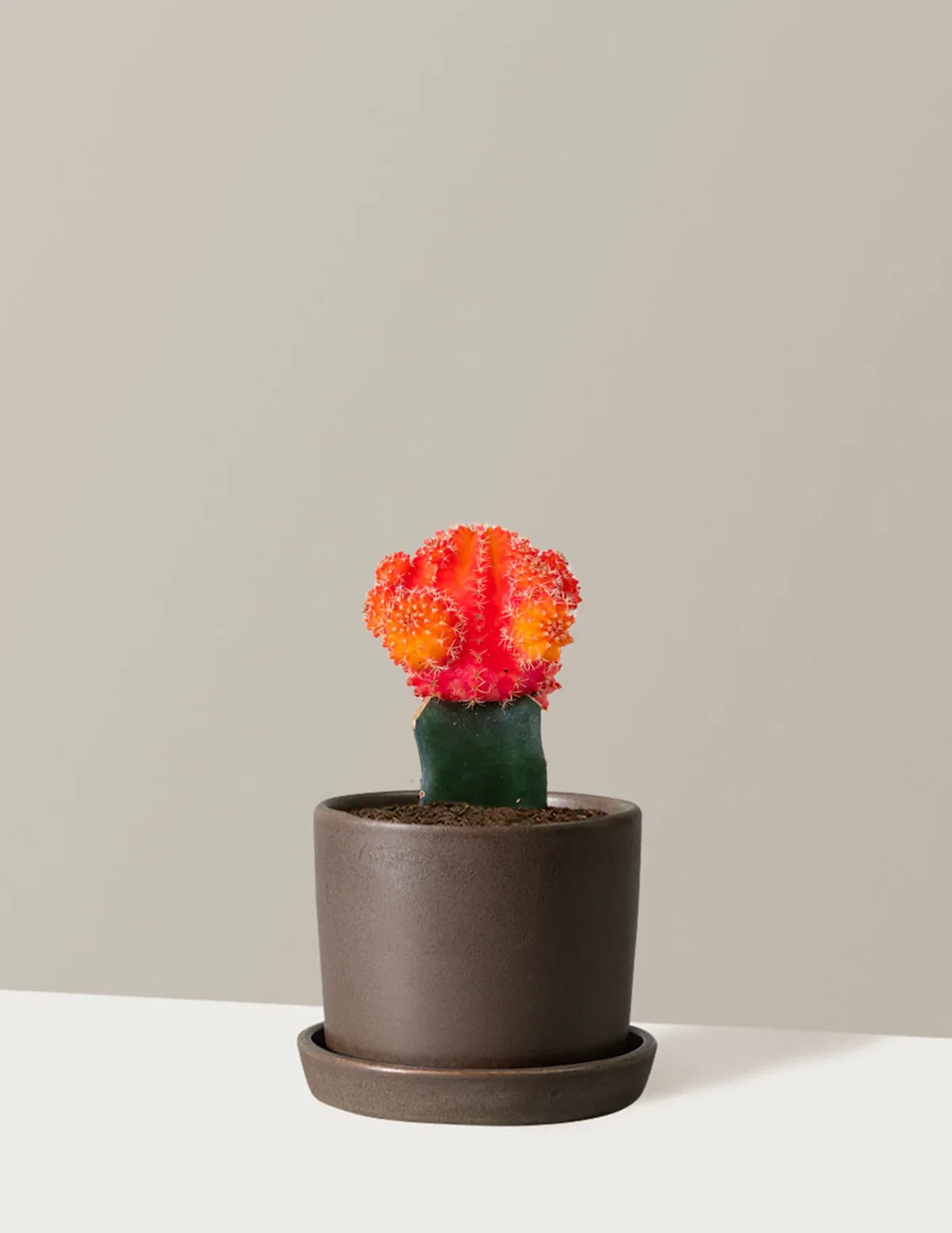 Moon Cactus