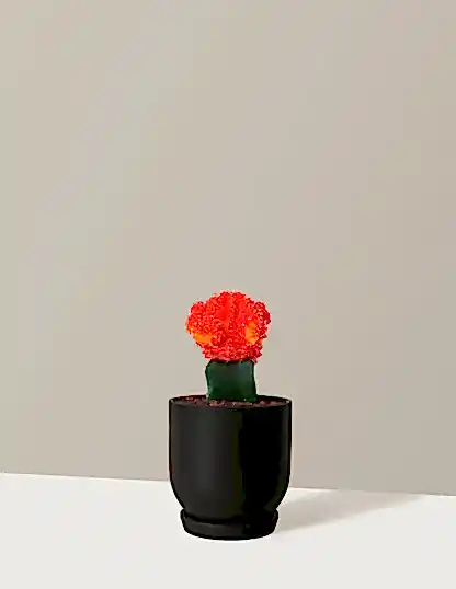 Moon Cactus