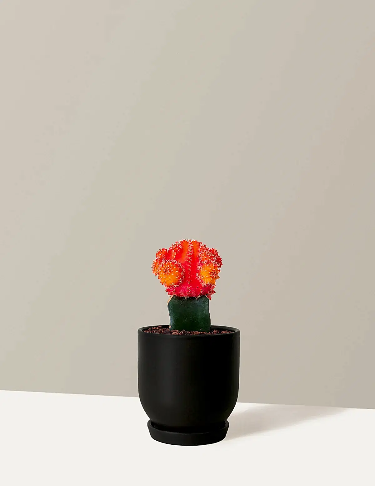 Moon Cactus