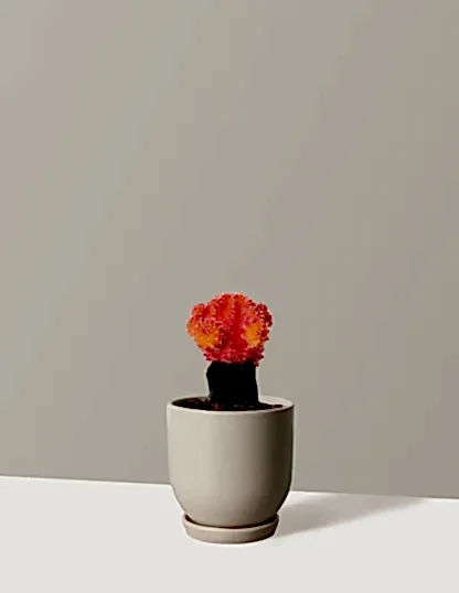 Moon Cactus