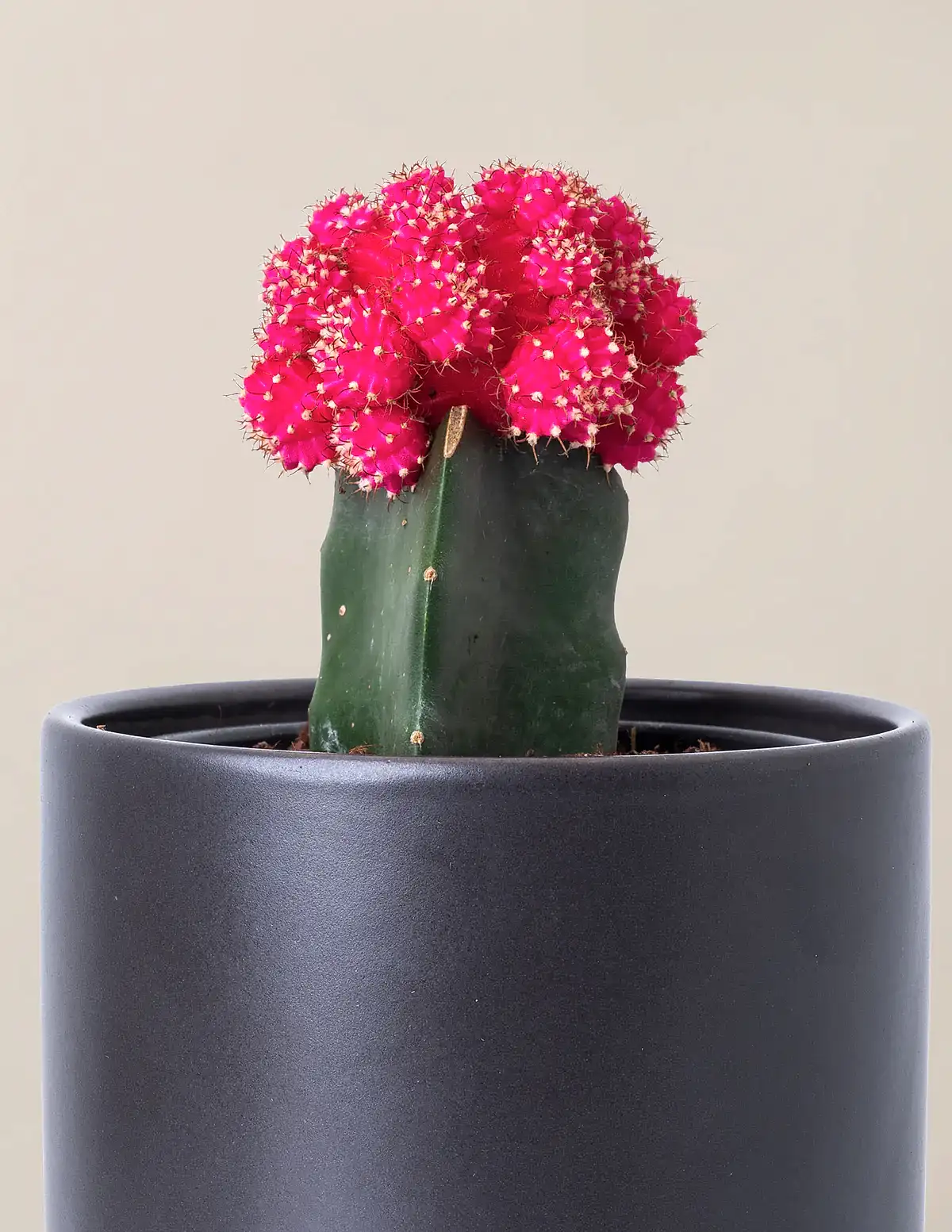 Moon Cactus