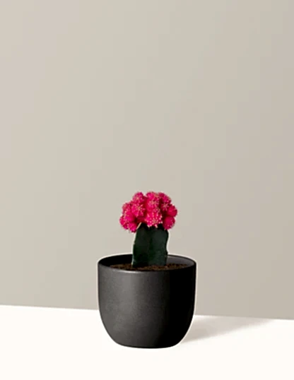 Moon Cactus