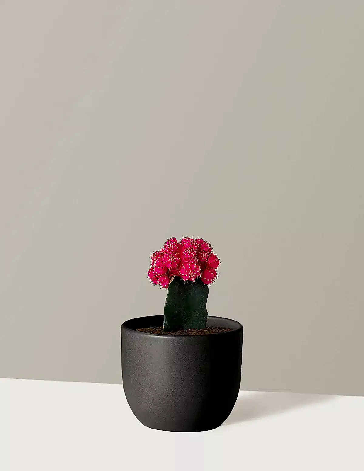 Moon Cactus