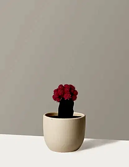 Moon Cactus