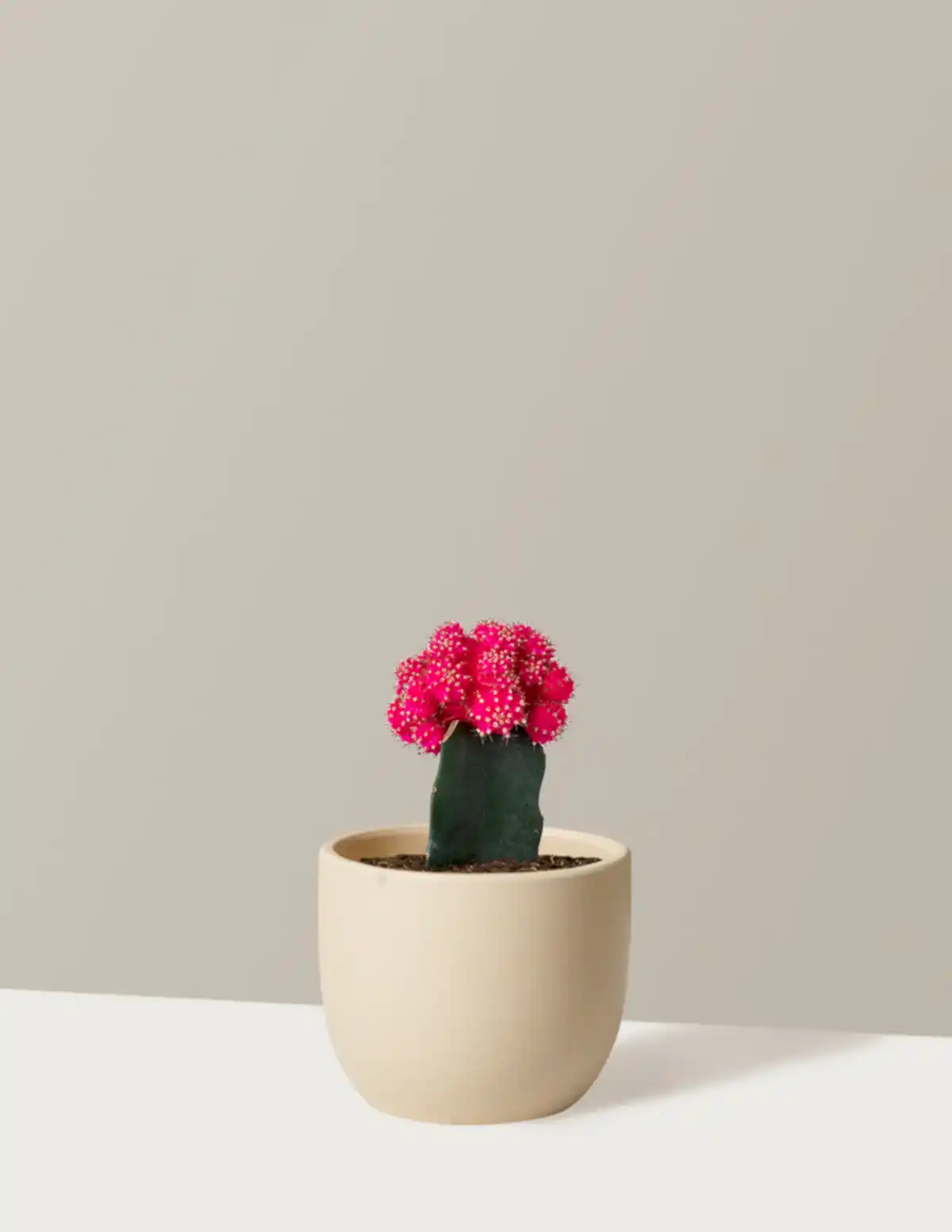 Moon Cactus