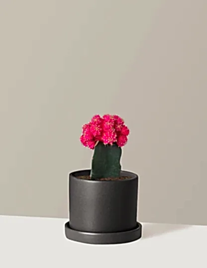 Moon Cactus
