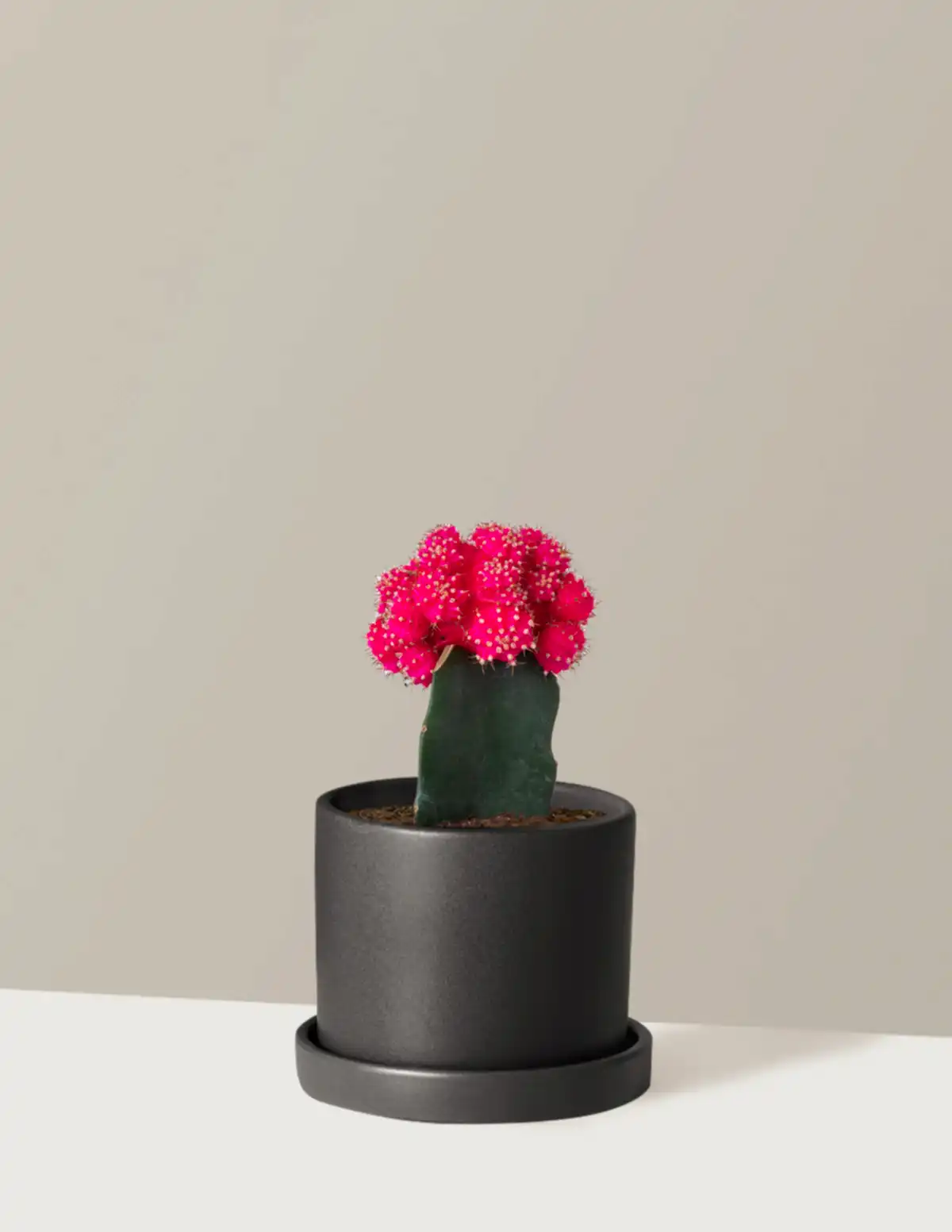 Moon Cactus