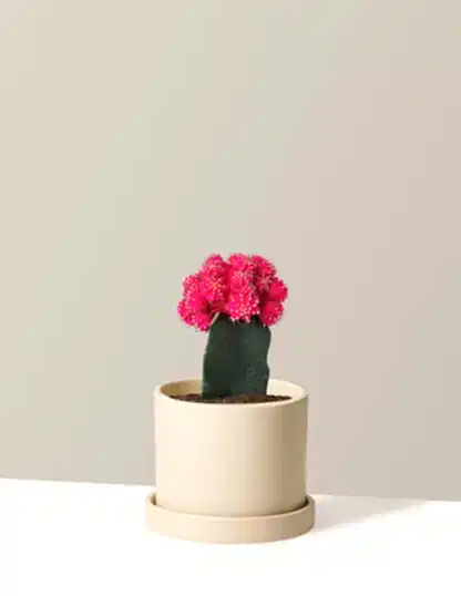 Moon Cactus