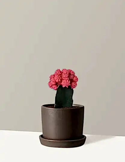 Moon Cactus