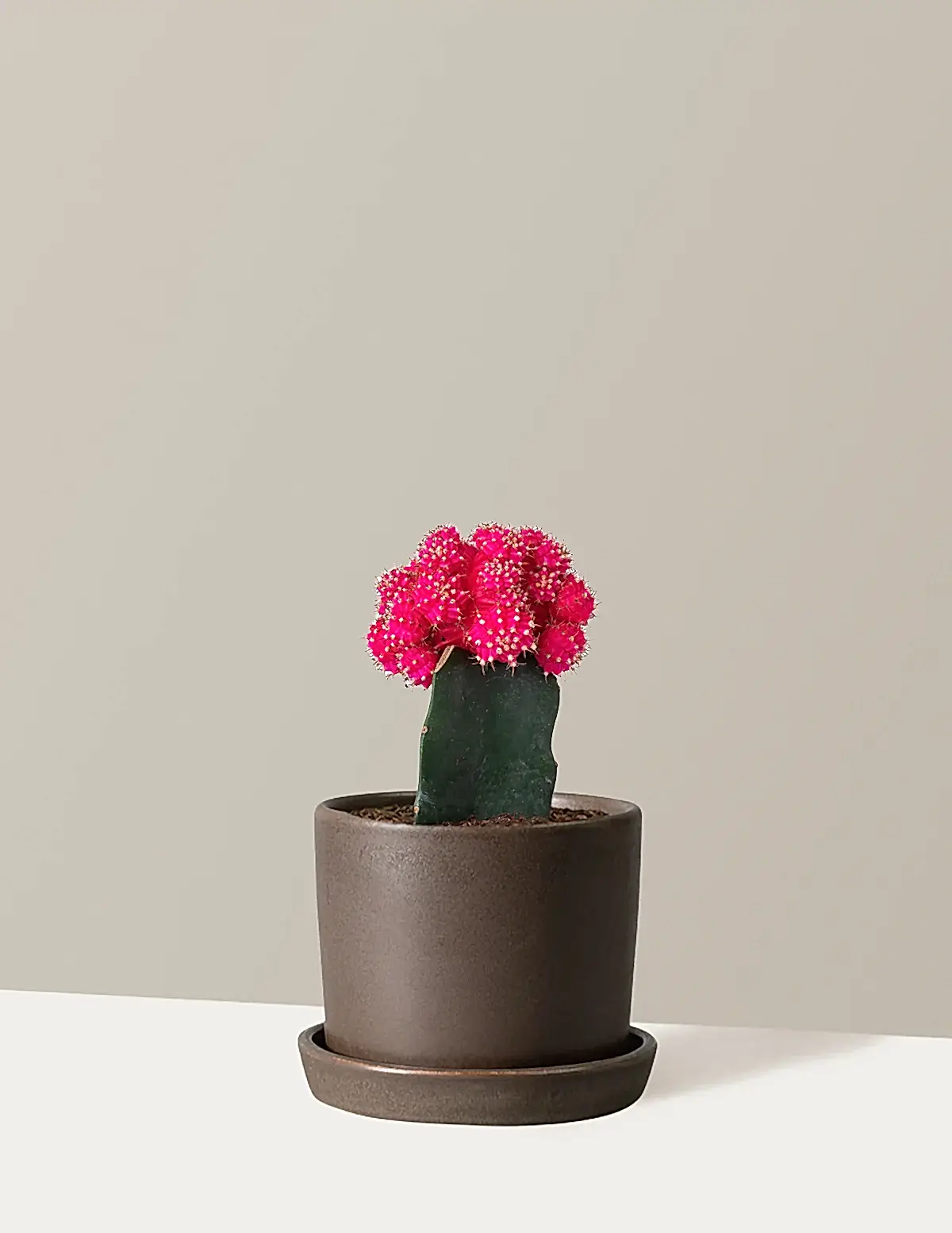 Moon Cactus